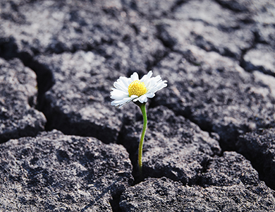 Flower blooming in a hostile environment