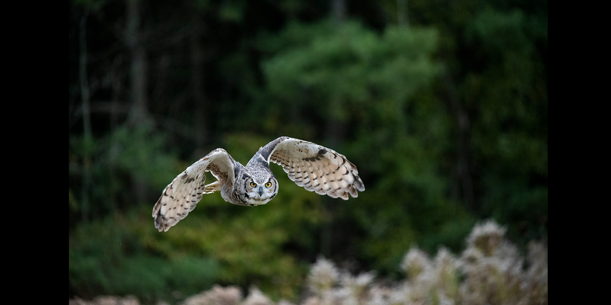 An owl flying near a forest
