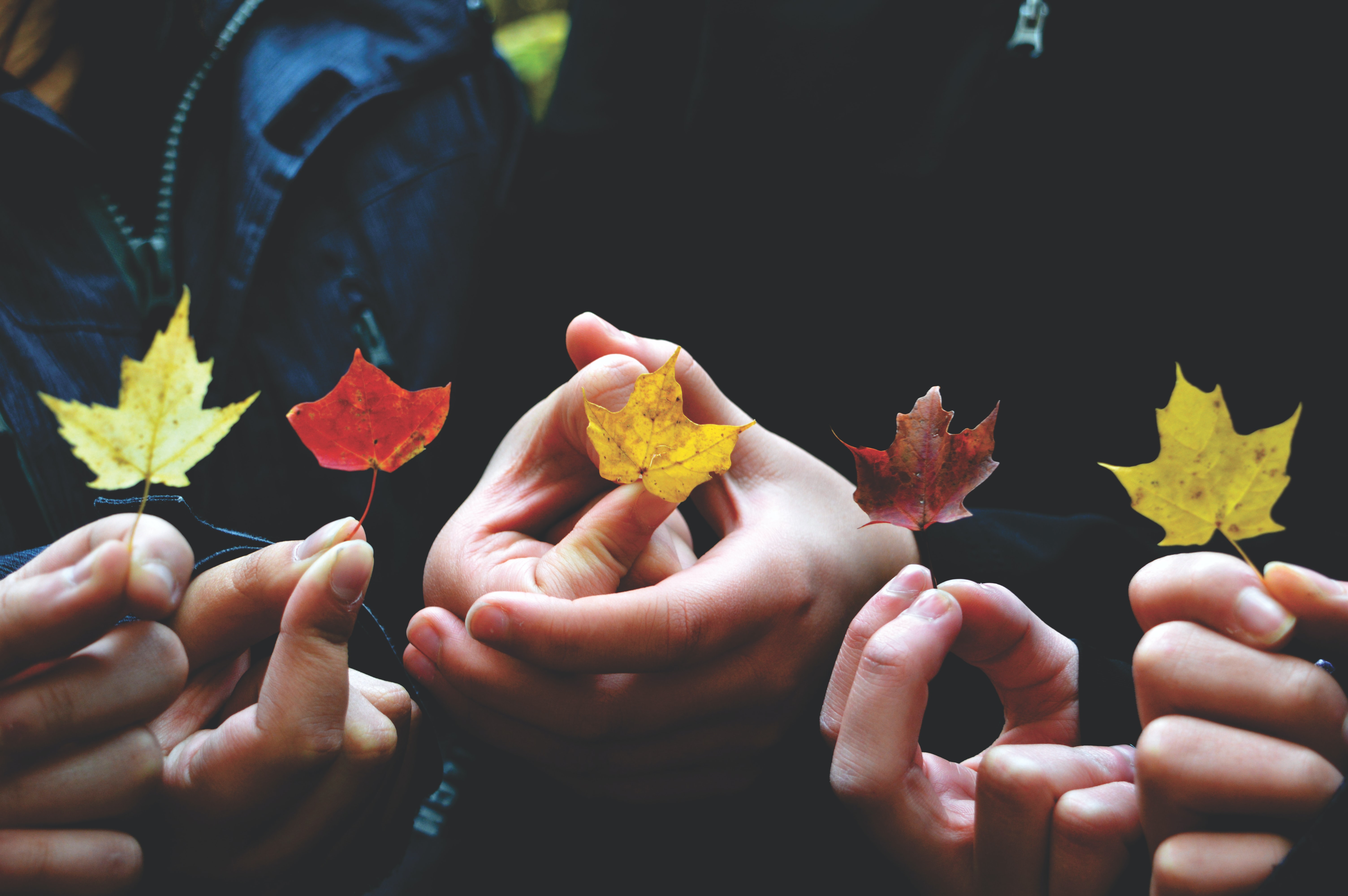 "Photo: five hands holding each of them a maple leaf."
