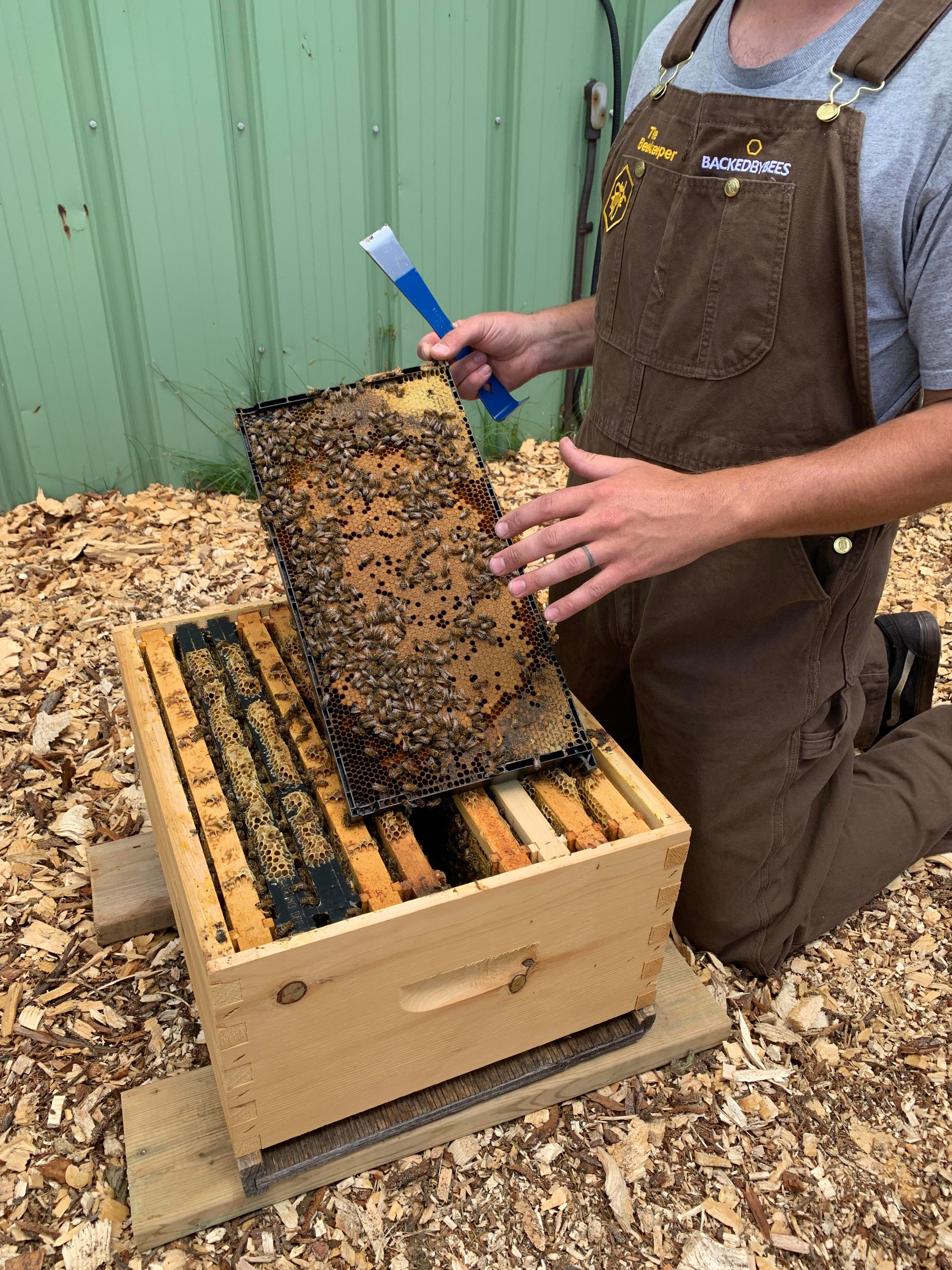 "Beekeeper showing the inside of a bee hive with bees on a frame"