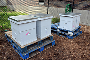 beeboxes