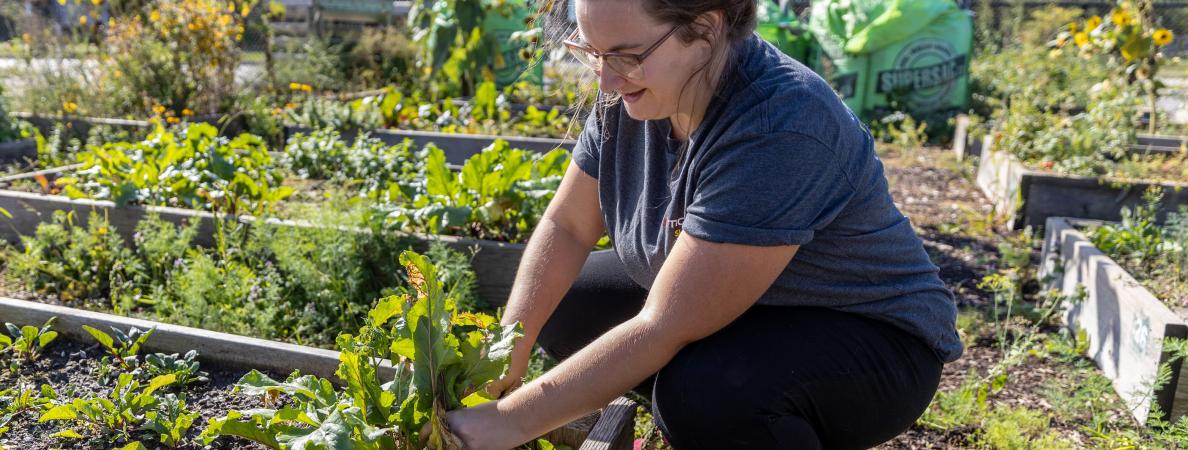 1 woman crouched in a garden pull out weeds