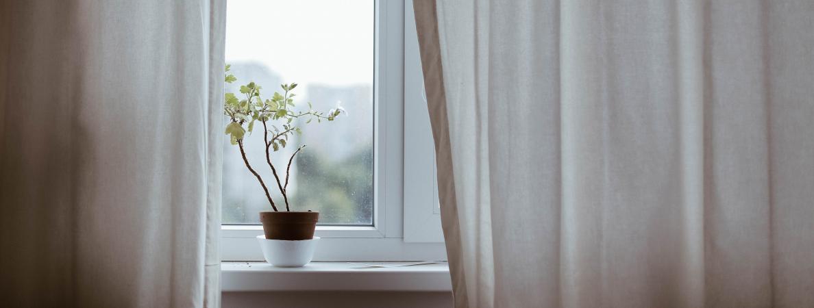 plant in window sill