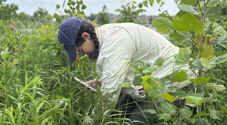 Student pulling out weeds in Miyawaki Forest