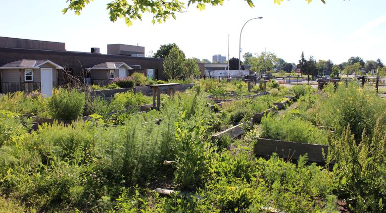 A picture of a vegetable plant sprouting. 