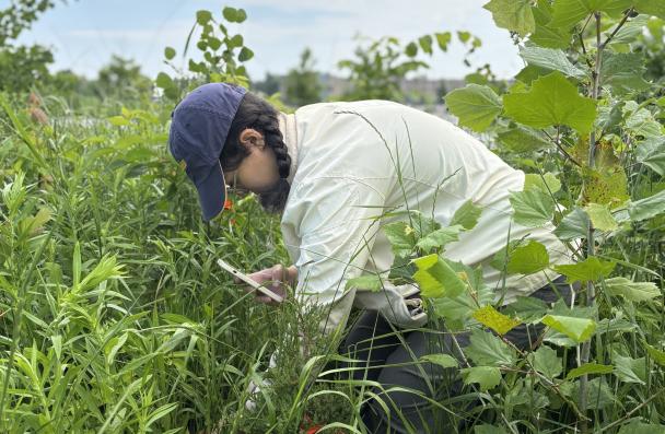 Student pulling out weeds in Miyawaki Forest