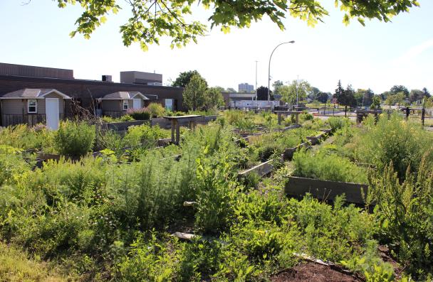 A picture of the community garden at Fennell campus. 