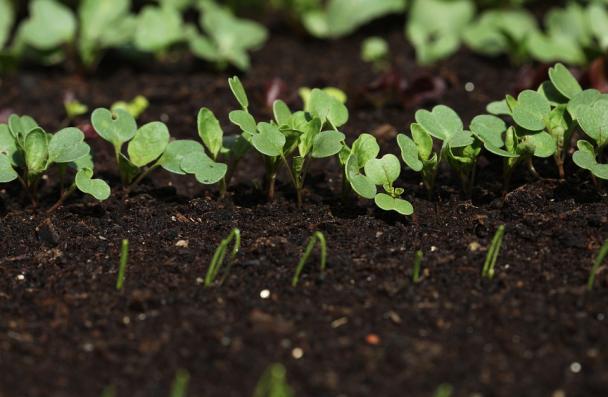close-up of green seedlings in black dirt