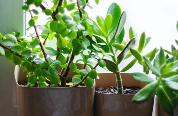potted plants in the sunlight