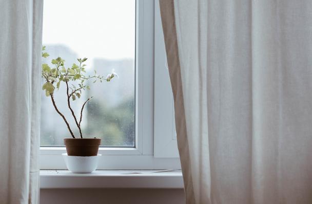 plant in window sill